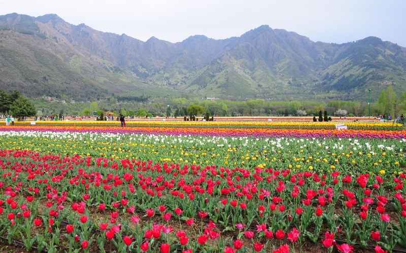 Sikkim Tour